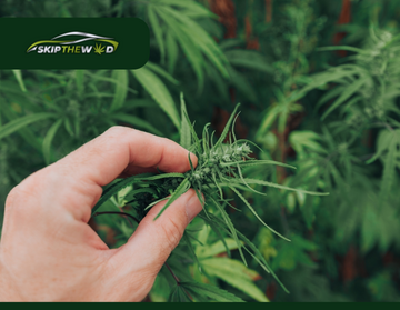 Skip the Weed: Weed Store Online Winnipeg