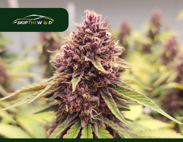 Buy Frosted Grapes Strain in Winnipeg 2024