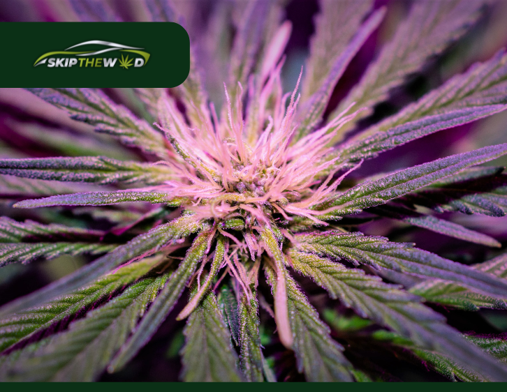 Fast and Discreet Delivery: Why Winnipeg Locals Love Online Weed Stores