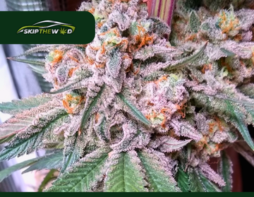 Best Deals on Strawberry Cooler Strain in Winnipeg 2024