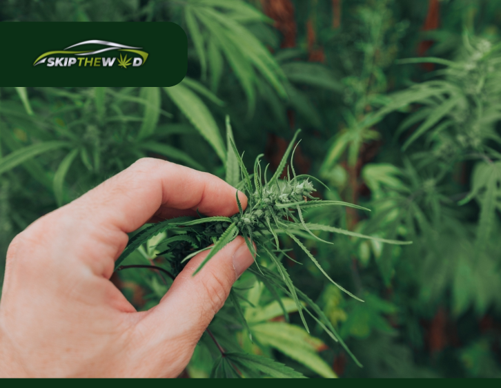 What Strain is Gary Payton Strain?