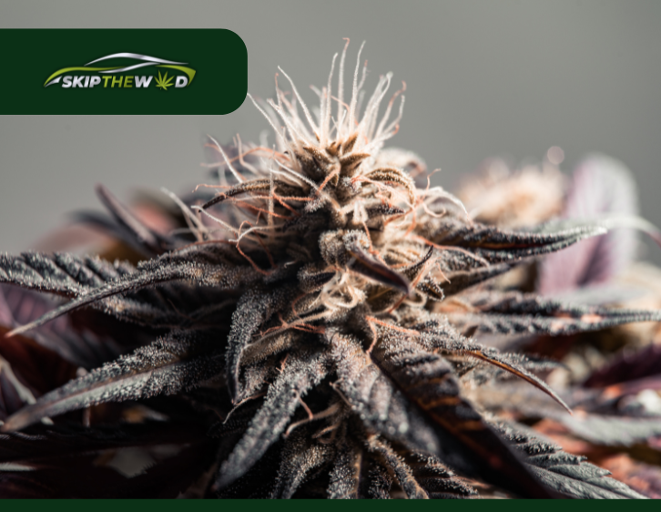 Buy Granddaddy Purple Strain in Winnipeg 2024