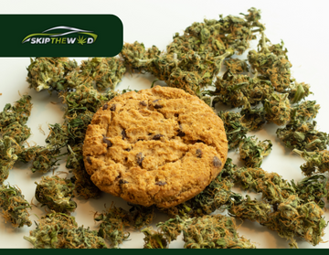 Cannabis vs Opioids Research on Pain Relief Alternatives