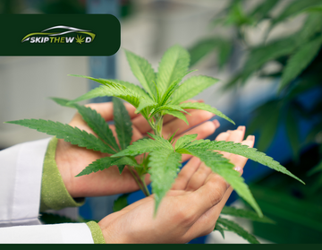 Cannabis in Cancer Treatment for Nausea Relief and Anti-Tumor Potential