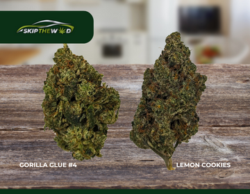 Difference Between Gorilla Glue #4 Strain and Lemon Cookies Strain